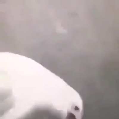 Yoooo