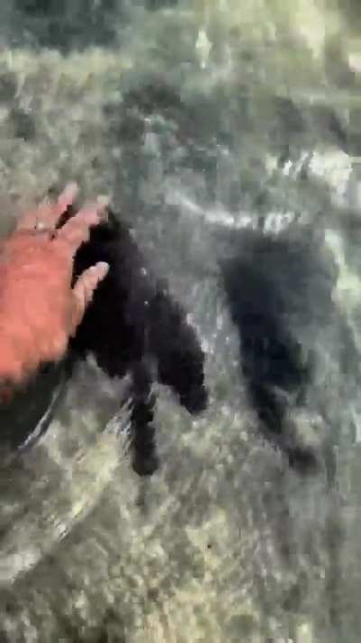 This absolute unit of a stingray