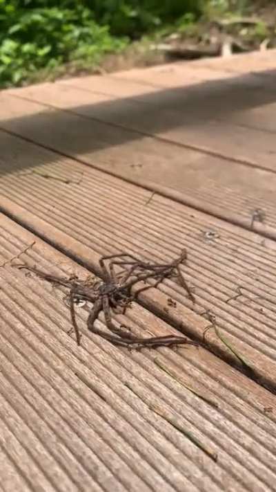 ð¥Ants carrying a giant spider away