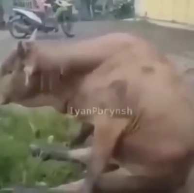 Noooooooo
