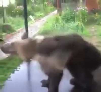 Bear playing the water