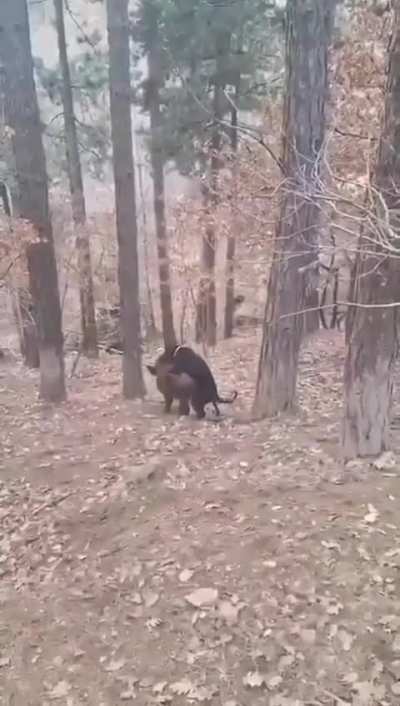 hunting dog completely dominating a wild boar.