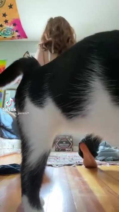 Cat said &ldquo;not today!&rdquo;