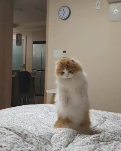 Stand up