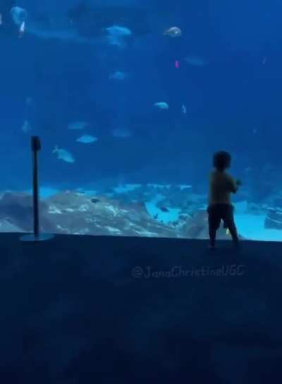 Aquariums are dope