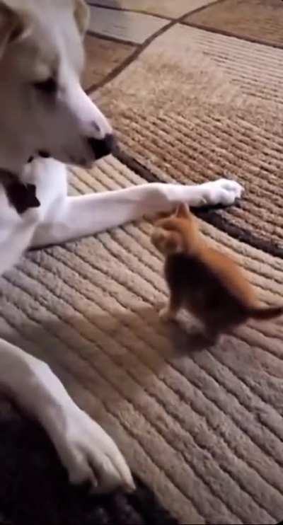 Smol Instigator Craves Violence