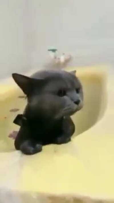 Cats loves to take a dip and swim &amp;lt;3