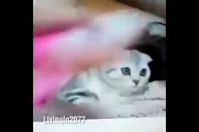 😸