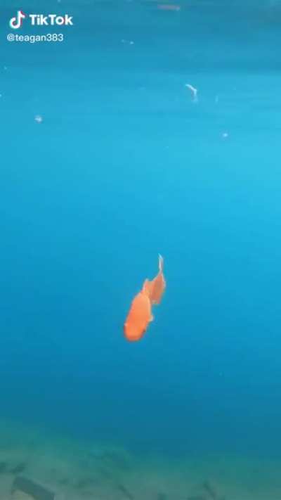 When they&rsquo;re too small you&rsquo;ve got to toss them back in the water