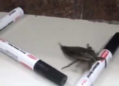 &ldquo;We need to find him a female bug&rdquo;