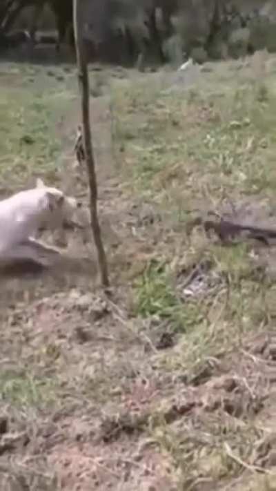 All bark and no bite