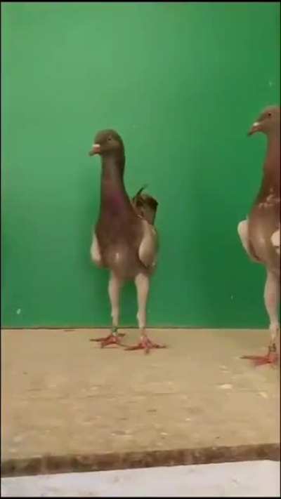 Thanks, I hate long pigeons