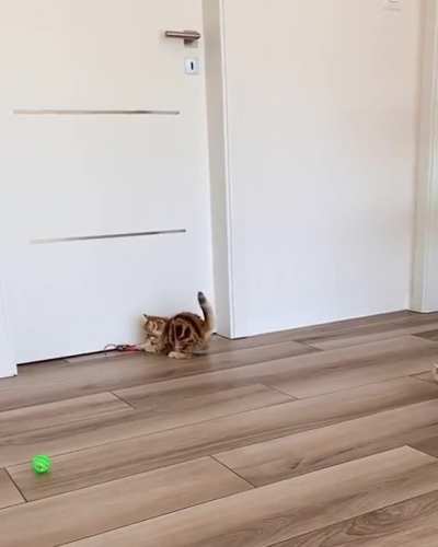 Smile whenever you see these cats