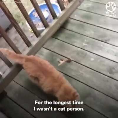 Как приручить дракона