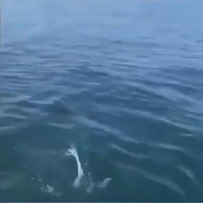 hunted by a hunted hunter
