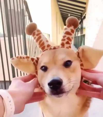 Милота