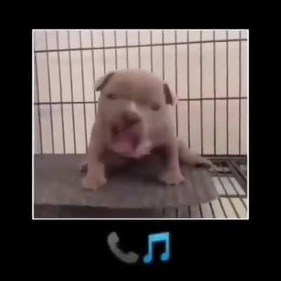 Cachorro