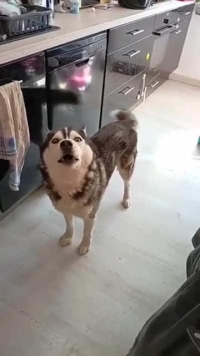 Screaming husky