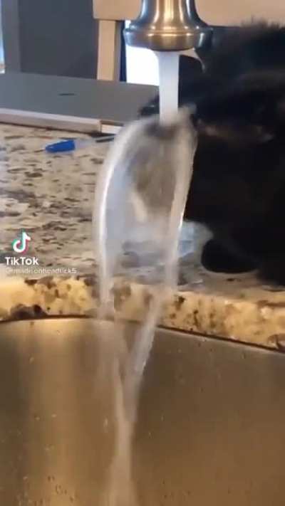 The dumbest cats are always the cringiest!