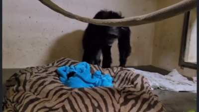 A Chimp was born a couple days ago at the Sedgwick County Zoo. He had trouble getting oxygen so had to be kept at the vet. This video shows mom reuniting with him after almost 2 days apart.