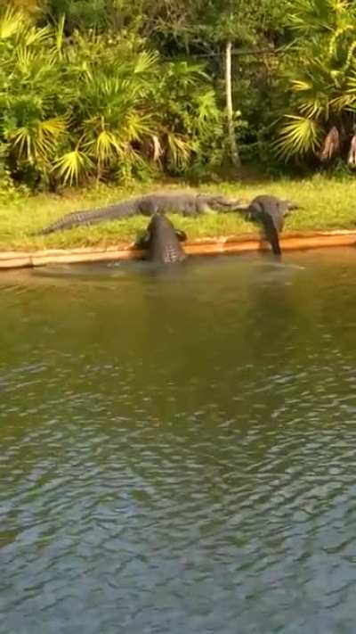 This is the most relatable an alligator has ever been