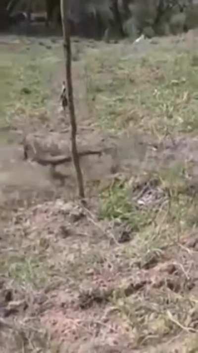 This would have never happened if it were a cat vs the lizzard.