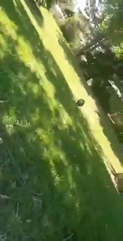WCGW with proper dog management