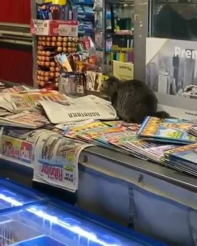 What a cute cat!