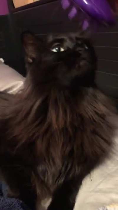 A very happy girl who loves being brushed~ (turn your volume up for loud purrs! 🔊)