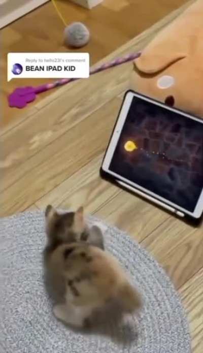 Have u even seen a cat version of an iPad kid?