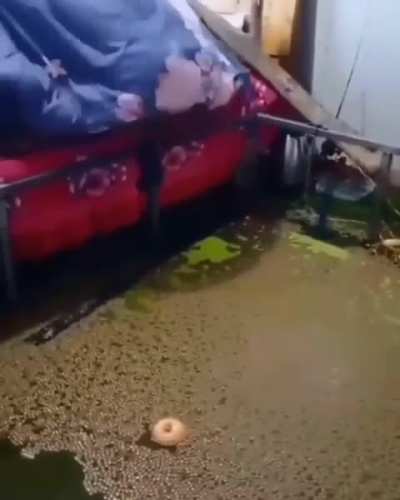 Clammy slumber
