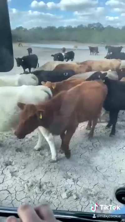 It's Diiiiirt! Not Hay!