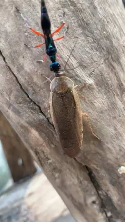 Video of the Jewel Wasp (that was identified earlier today on this sub) dragging the &ldquo;zombie&rdquo; cockroach to its burrow!