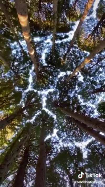 I can&rsquo;t stop watching this... lol... hypnotic planet earth... go trees!