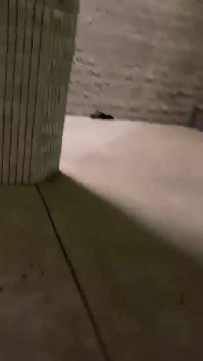 Skunk empties out a gym in Stockton, CA