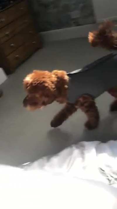 Whaya dooin?