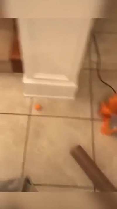 Cat did the math and corrected the trajectory.