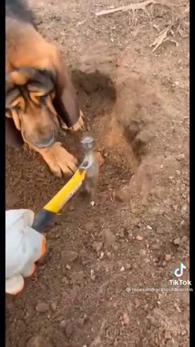 &ldquo;You&rsquo;re doing it wrong stupid human!&rdquo;