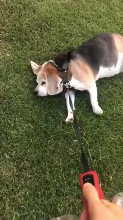 I Need to convince him to go on a walk everyday and then he doesn&rsquo;t wanna go home.