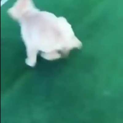 un perro :)