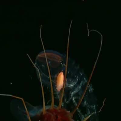 8,800 feet deep in the Gulf of Mexico. Helmet jellyfish (Periphylla periphylla) &mdash; luminescent, red-colored jellyfish and Cystisoma species &mdash; a translucent hyperiid