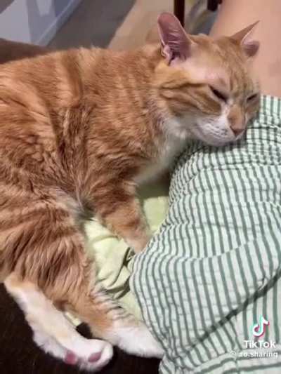 Eepy ass Wunk is tired from doing NOTHING all day