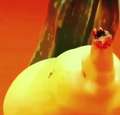 Sex
