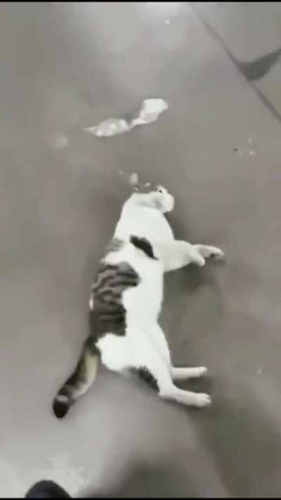 fa&ccedil;a carinho imediatamente, humano.