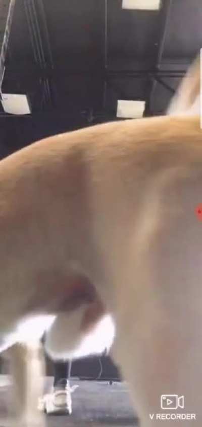 Butt, butt.