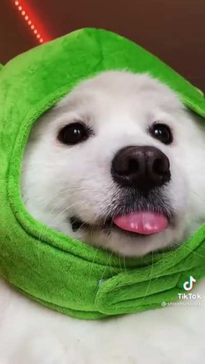 He's waiting his next treat