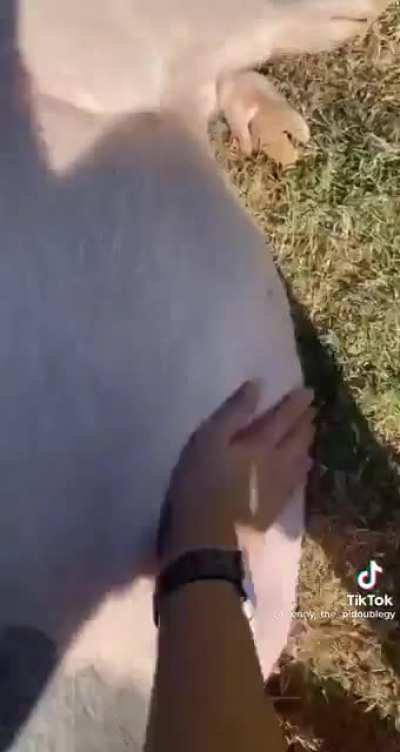 PIg GeTS BruTALlY MurDErEd BY AxE WIelDInG MaDMan