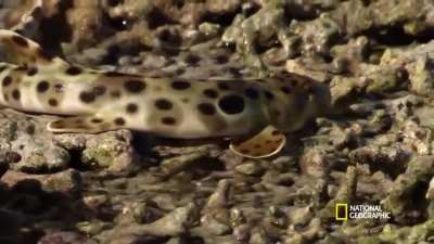 The most recently evolved shark species, the Epaullete Shark can leave the water and walk on land.