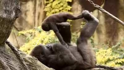 Mama Gorilla plays Airplane with her child