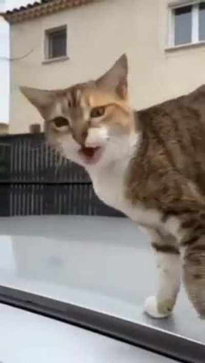 meow&hellip;meow&hellip;.meo&hellip;MEOW!